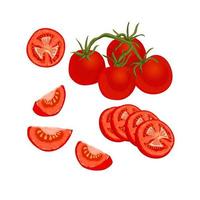 conjunto de tomates. Ilustración vectorial de tomates frescos maduros enteros y en rodajas sobre fondo blanco, aislado vector