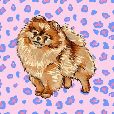 Colorful vector Illustration of the dog breed Pomeranian isolated on white background