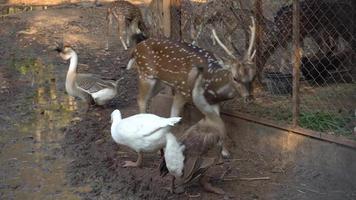 cerf rouge et oie mangeant de l'herbe dans un zoo, chevreuil sauvage dans la nature. video