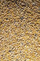 corn texture for farm animal feed photo