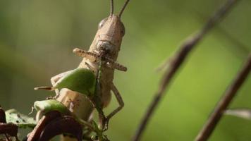 Grasshopper is eating video