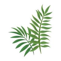 tropical branch foliage vector