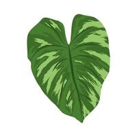 tropical leaf nature vector