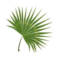 tropical branch leaves vector