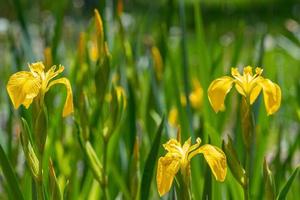 Field of yellow iris blooming in spring photo