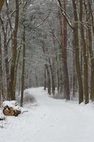Winter forest landscape photo