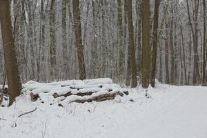 Winter forest landscape photo
