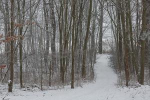 Winter forest landscape photo