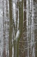 Snowy winter forest background