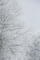 Snowy winter forest background photo