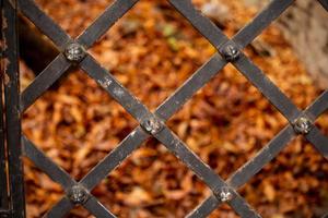 Yellow autumn fallen leaves behind metal fence photo