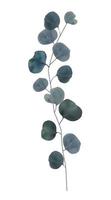 Realistic natural branch leaves eucalyptus vector