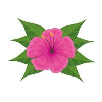 fuchsia tropical flower and leafs vector