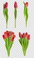 Realistic Red Tulips Flower Set Isolated on Transparent Background. Vector Illustration