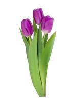 Realistic Tulips Flower Isolated on White Background. Vector Illustration EPS10