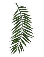 Abstract Realistic Green Palm Leaf. Design Element. Vector illustration EPS10