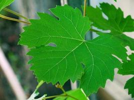 Green leaf of grapes in the garden photo