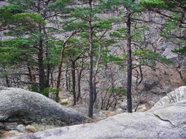 The beautiful forest. Seoraksan National Park in Seouth Korea photo