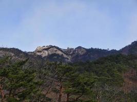 bosque de pinos y una gran roca al fondo. parque nacional de seoraksan. Corea del Sur foto