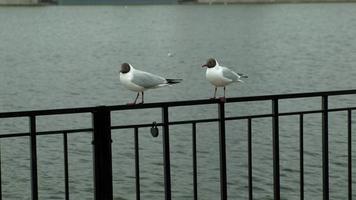 gaivotas sentam-se em uma cerca de ferro perto da água, ambiente urbano