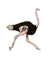 Ostrich from a splash of watercolor, colored drawing, realistic. Vector illustration of paints