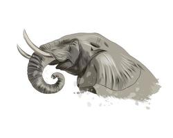 Elephant head portrait from a splash of watercolor, colored drawing, realistic. Vector illustration of paints