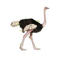 Ostrich from a splash of watercolor, colored drawing, realistic. Vector illustration of paints