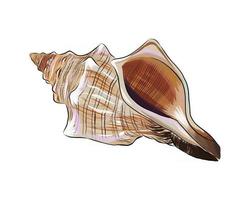 Sea shell from a splash of watercolor, colored drawing, realistic. Vector illustration of paints