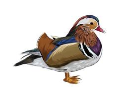 Mandarin duck from a splash of watercolor, colored drawing, realistic. Vector illustration of paints