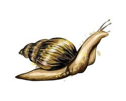 Garden snail from a splash of watercolor, colored drawing, realistic. Achatina giant. Vector illustration of paints