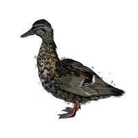 Duck from a splash of watercolor, colored drawing, realistic. Vector illustration of paints