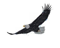 águila calva volando de un toque de acuarela, dibujo coloreado, realista. ilustración vectorial de pinturas vector