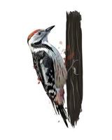 Woodpecker from a splash of watercolor, colored drawing, realistic. Vector illustration of paints