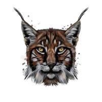 Lynx head portrait from a splash of watercolor, colored drawing, realistic. Vector illustration of paints