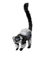 Black sclater lemur from a splash of watercolor, colored drawing, realistic. Vector illustration of paints