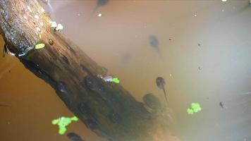 tadpoles in a large jar are swimming under water and looking for food. It's a household industry video