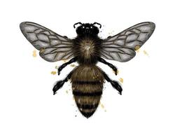 Bee, wasp from a splash of watercolor, colored drawing, realistic. Vector illustration of paints