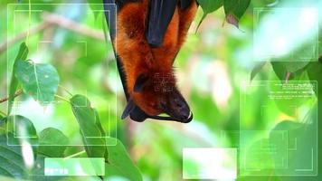 lyle raposa voadora grudando em galhos de árvores baixando a cabeça para dormir, a lei chinesa proíbe o comércio, proíbe o consumo de animais selvagens