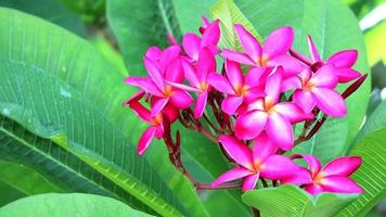 Plumeria magenta flowers and green leaves  in the garden background video