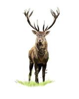 Red deer from a splash of watercolor, colored drawing, realistic. Vector illustration of paints