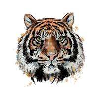 Tiger head portrait from a splash of watercolor, colored drawing, realistic. Vector illustration of paints