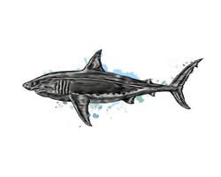 Great white shark from a splash of watercolor, colored drawing, realistic. Vector illustration of paints