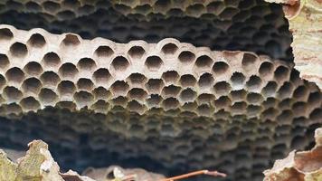 inside of wasp broke and abandon nest on branch tree in the garden