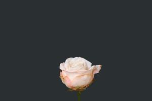 Pink rose flower isolated on gray background photo