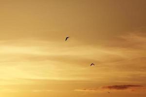 cielo antes del atardecer, pájaros en el cielo foto