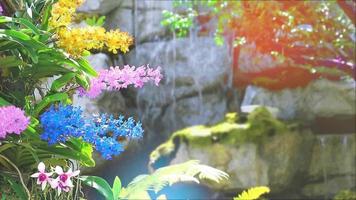pink blue yellow orchid flower blooming and yellow green leaves and blur waterfall background in the afternoon