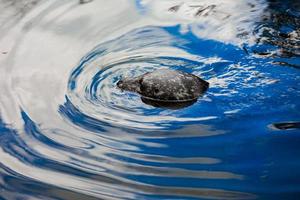 Seal in the water photo