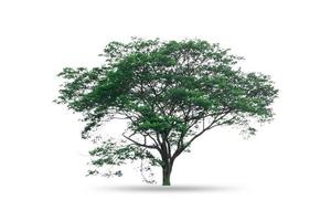 Tree isolated on white background photo