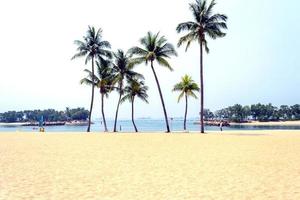 Coconut tree on the beach photo