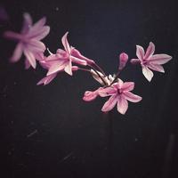 Beautiful pink flowers in spring season photo